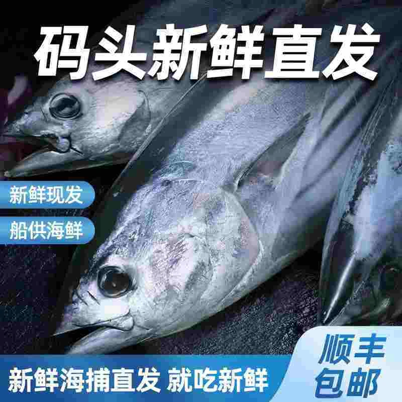 连云港  新鲜直发  炮弹鱼   500g