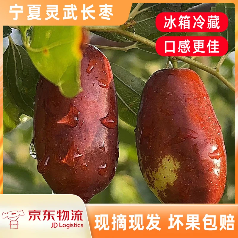 【京东发货】沙漠鲜枣灵武长枣4.5斤 新鲜采摘 产地直发脆甜皮薄