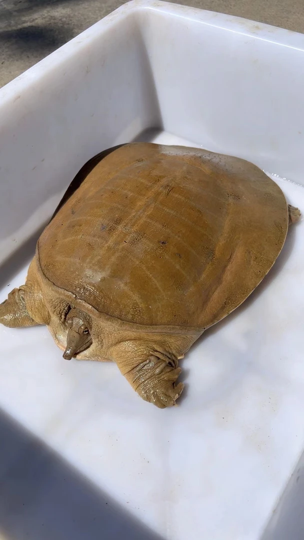 小太阳推荐湖南乡里王八（一物一拍）改链接