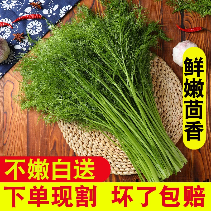 【茴香哥】小茴香菜新鲜山东蔬菜荤香大回香苗可能带根