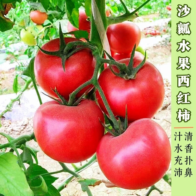 沙瓤水果西红柿爆汁自然熟新鲜沙瓤宁夏草莓心薄皮多汁当季农家