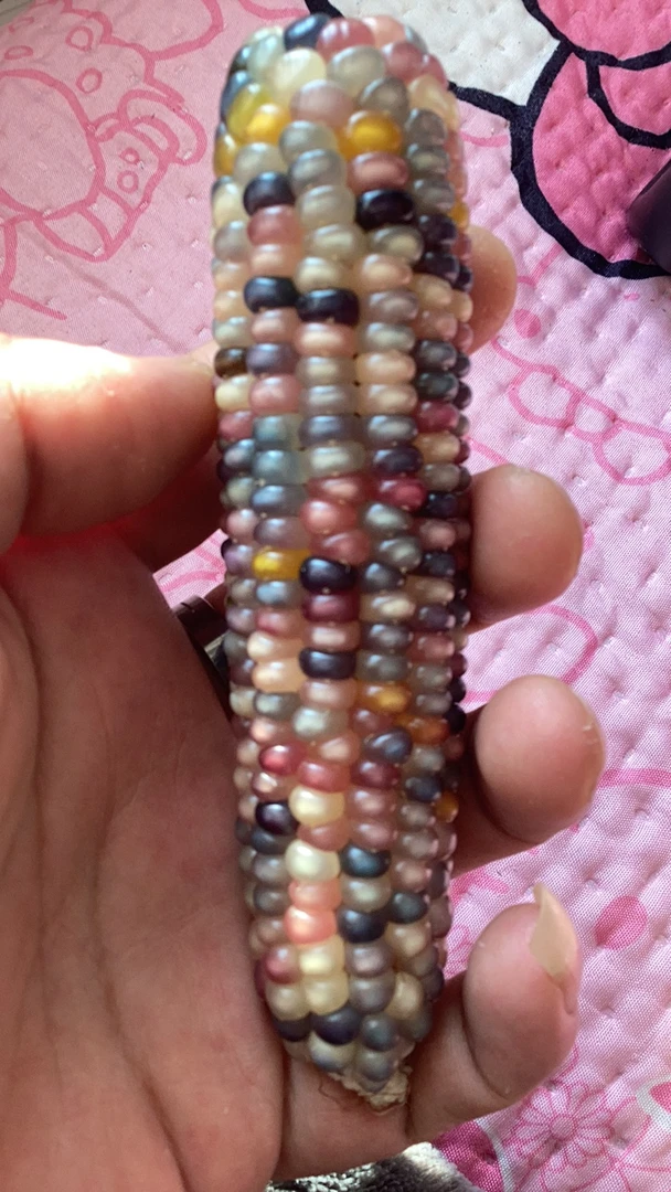 文玩玉米制作工艺