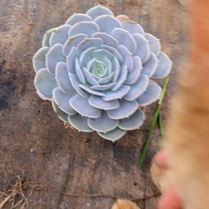 小****圣卡单头，一物一拍