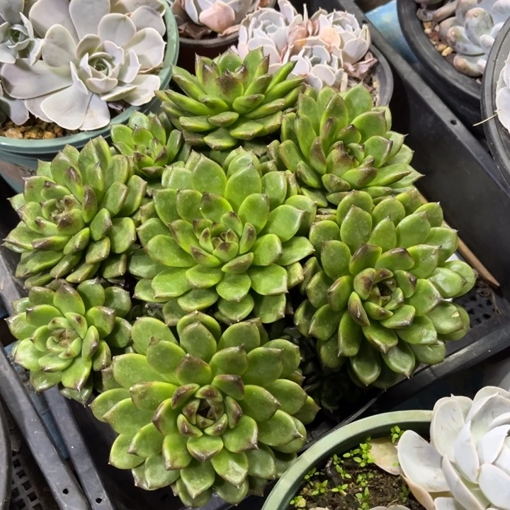 紫水晶大群，冠服20左右