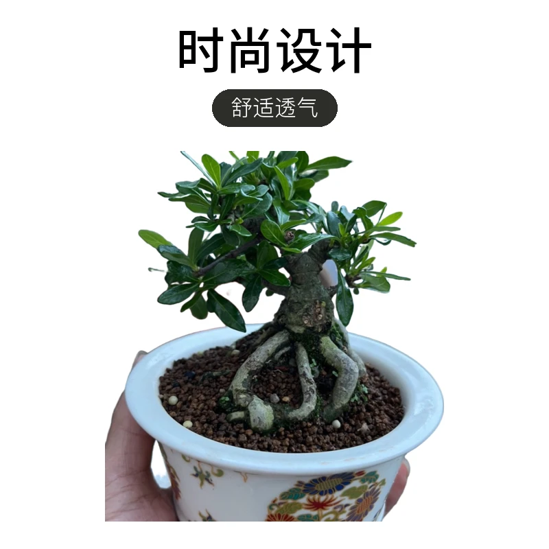 栀子花盆栽盆景，直播间已经一物一拍