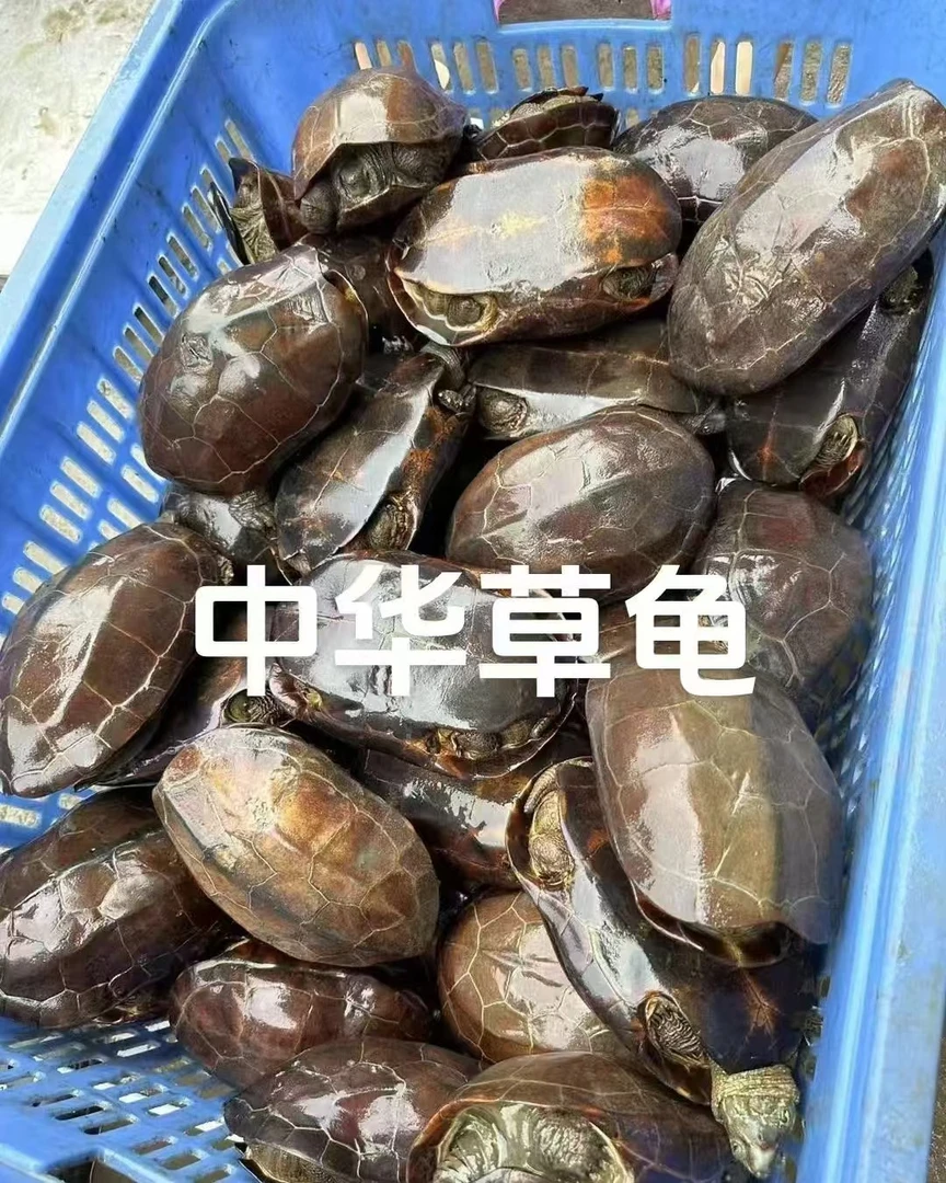 外塘冷水龟‘包邮包活