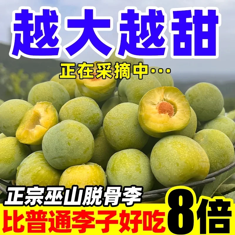 【现货速发】重庆巫山脆李脱骨李脆甜新鲜大果果园直发多汁青脆李