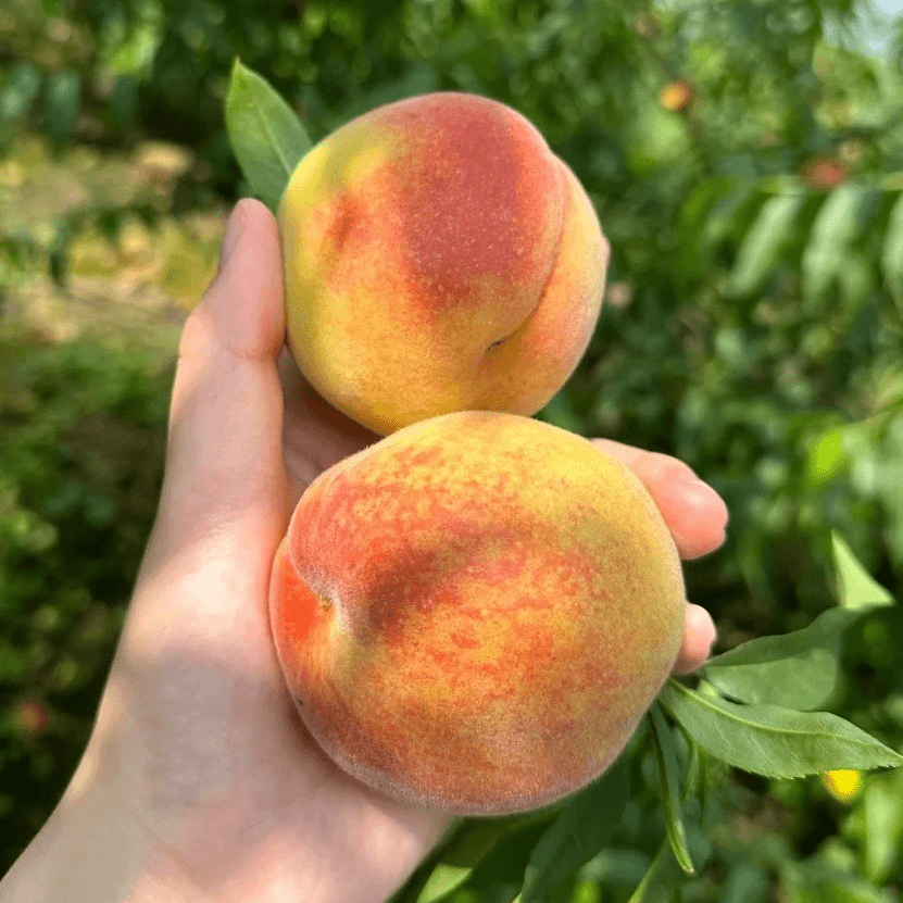 【清脆爽口】脆蜜桃500g