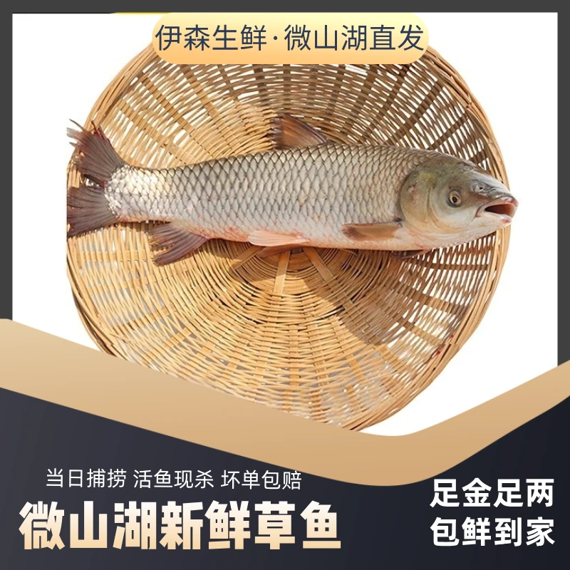 微山湖原生态新鲜草鱼厚子鱼现捕草皖鱼鲜活活鱼现杀草混子草鱼片