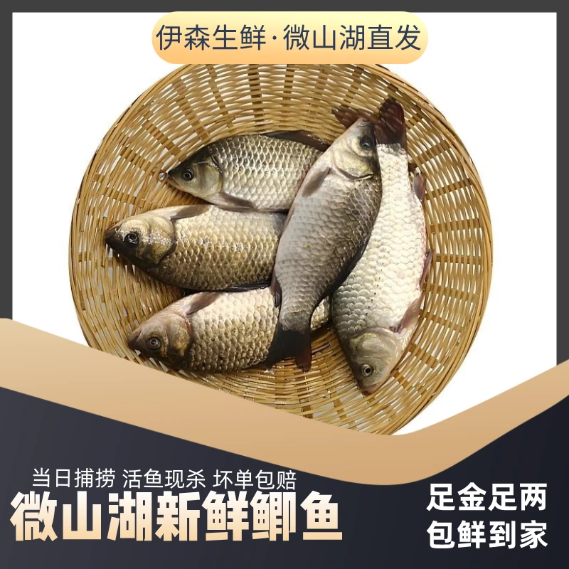 微山湖新鲜鲫鱼原生态淡水土鲫鱼冷冻生鲜鲫炖汤下奶滋补营养鲜嫩