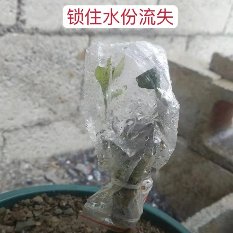 嫁接袋保温防雨水防春寒嫁接成活嫁接膜果树嫁接嫁接神器自封袋