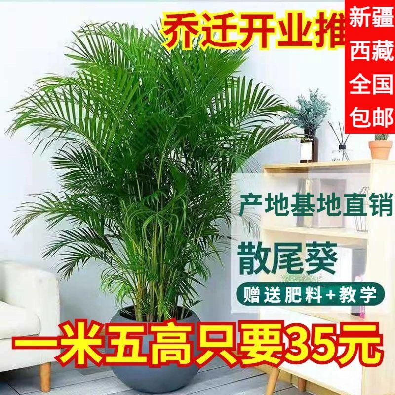 新疆西藏包邮散尾葵大型绿植盆栽客厅办公室内花卉富贵椰子加湿绿