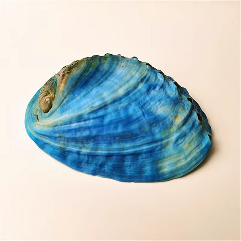 天然贝壳新西兰蓝色鲍鱼壳鱼缸造景收藏摆件送礼佳品