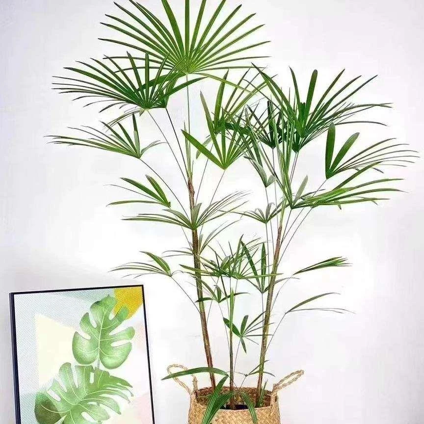金山棕竹水培室内好养易活的植物喜阴盆栽绿植观音竹带根可土培