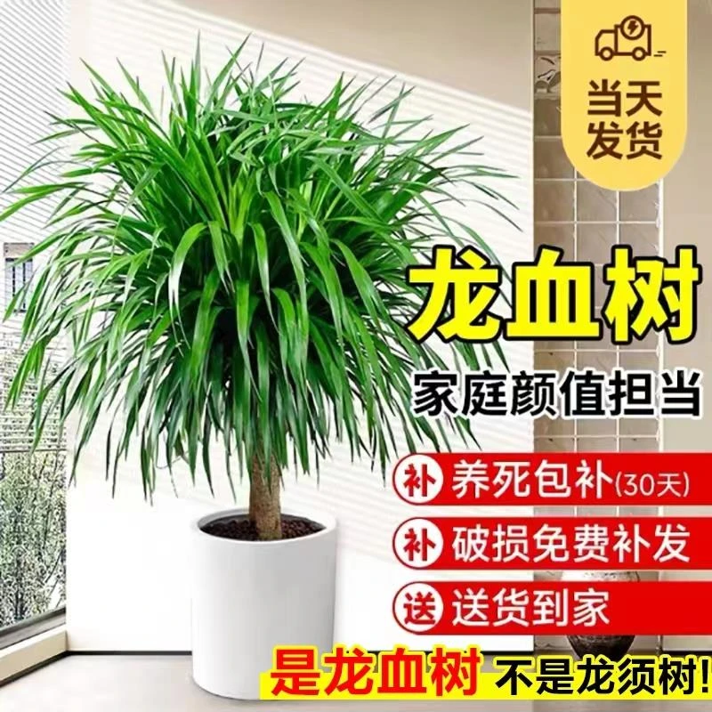 龙血树客厅绿植好养活四季常青大型多头龙须树室内吸甲醛盆栽植物