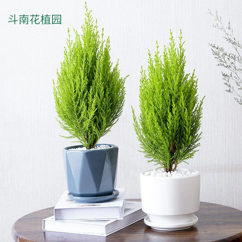 Nordic pine小香松北欧 金冠柏圣诞树精致礼品办公桌面绿植盆栽好