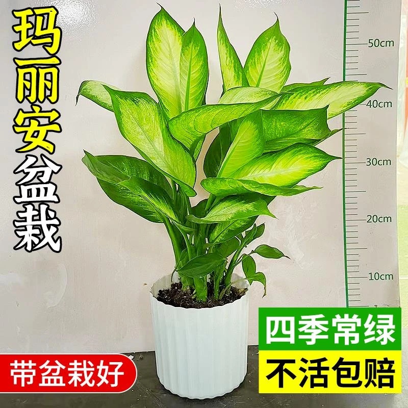 玛丽安盆栽万年青客厅旺宅水培植物净化空气好养活绿植两旁