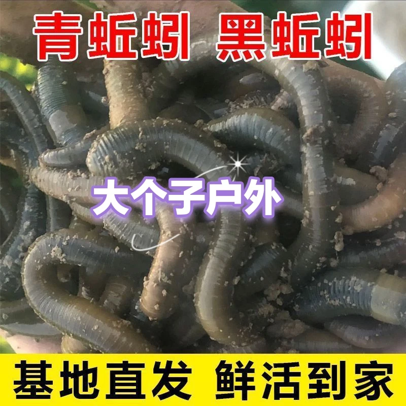 户外渔网蚯蚓活饵钓黄鳝诱饵鲜活下黄鳝笼蚯蚓垂钓活饵