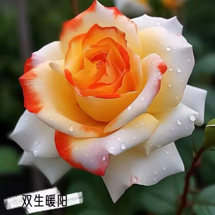 稀有浓香玫瑰花苗老桩浓香大花室内盆栽绿植阳台庭院耐寒四季花卉