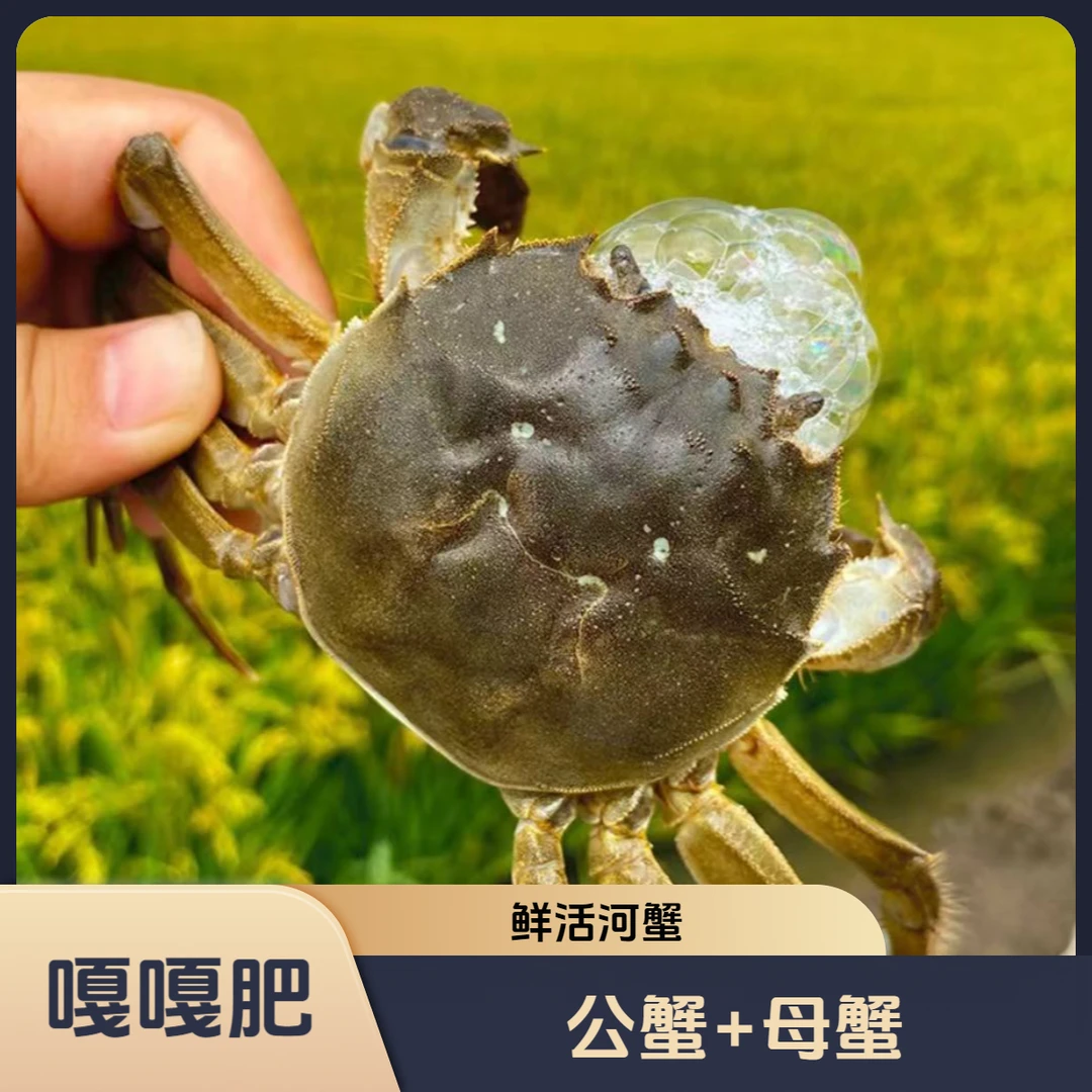 【鲜活河蟹】 公蟹（单只2.1-1.8两）母蟹（单只2.1-1.8两）