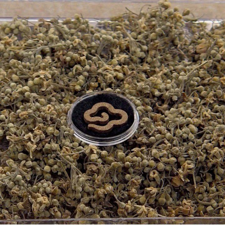 奇楠祥云盘香一片40分钟送叶子/花