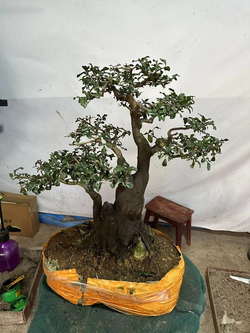 金弹子中型盆栽生熟桩