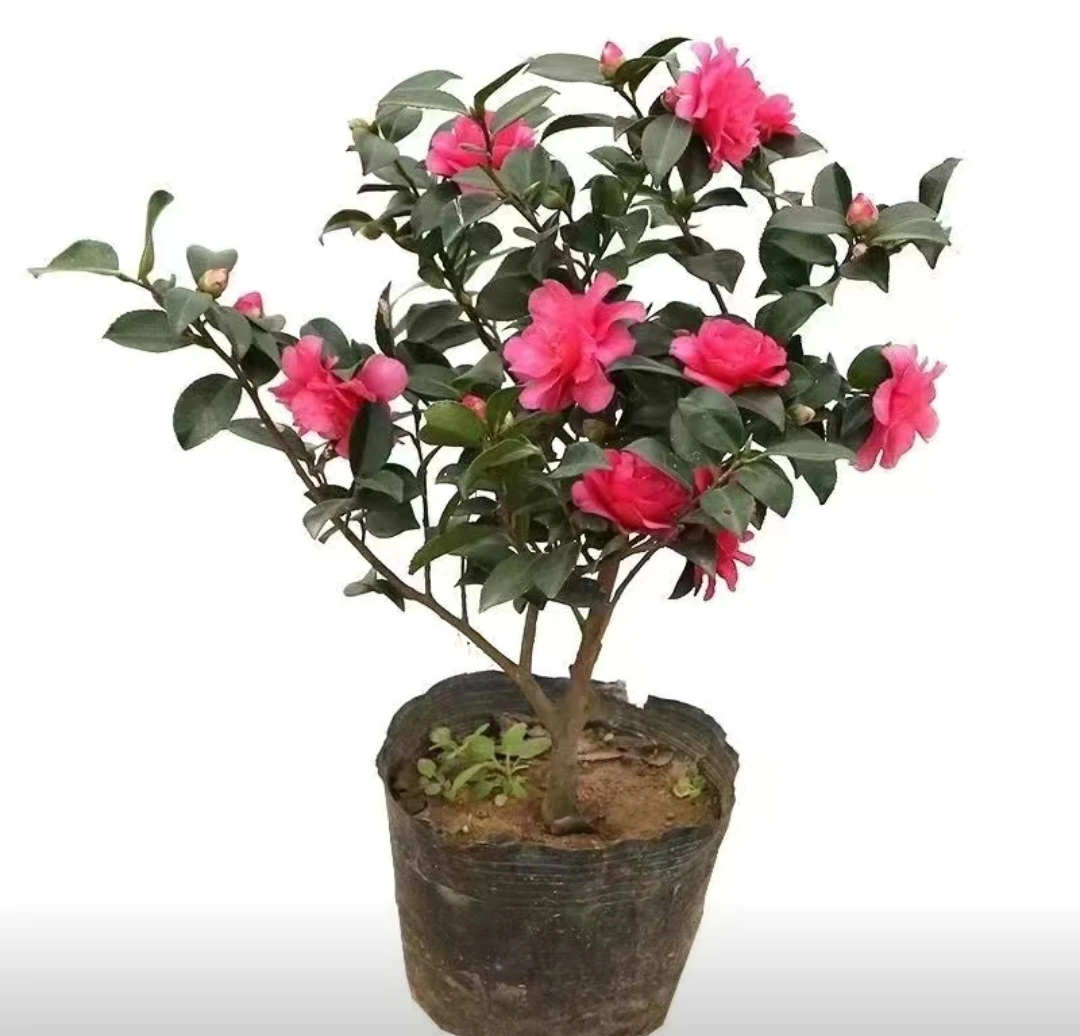 茶梅盆栽 品种小玫瑰