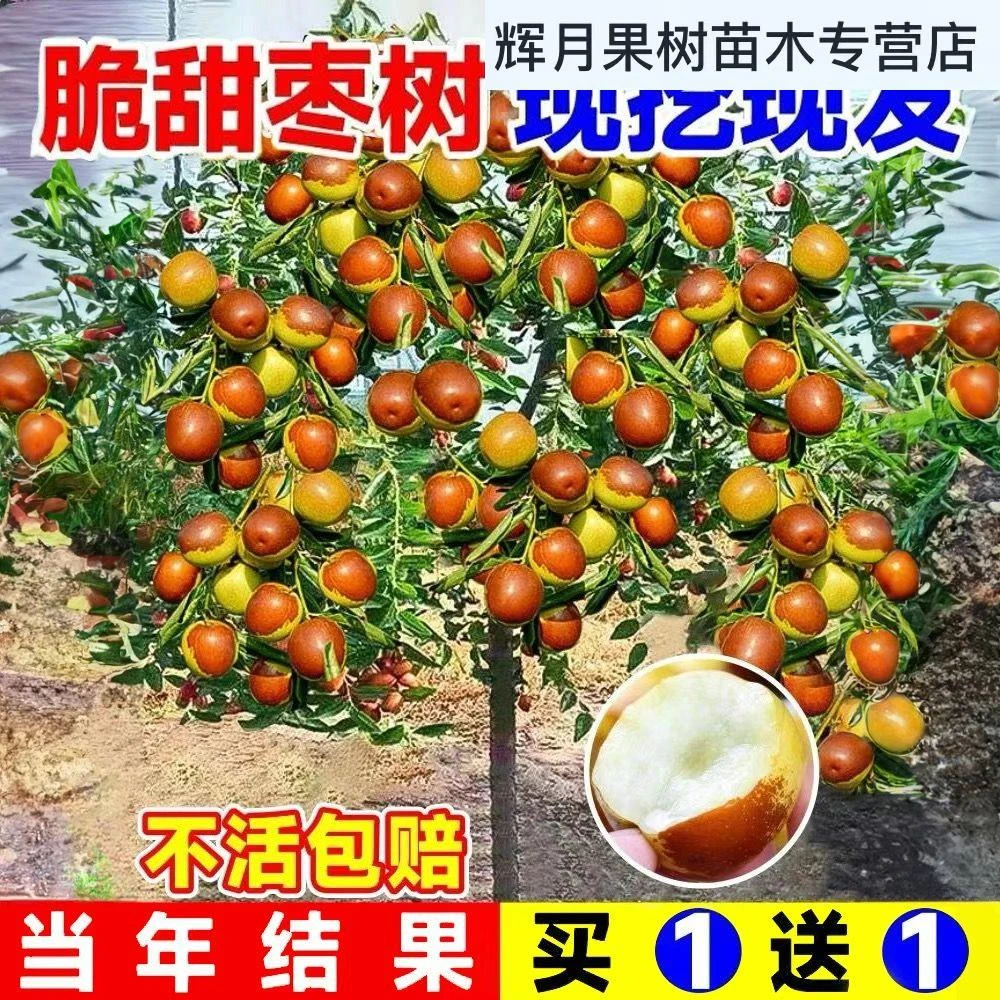 枣树苗三代冬枣树苗特大枣树当年结果南北方种植耐寒盆栽地栽包活