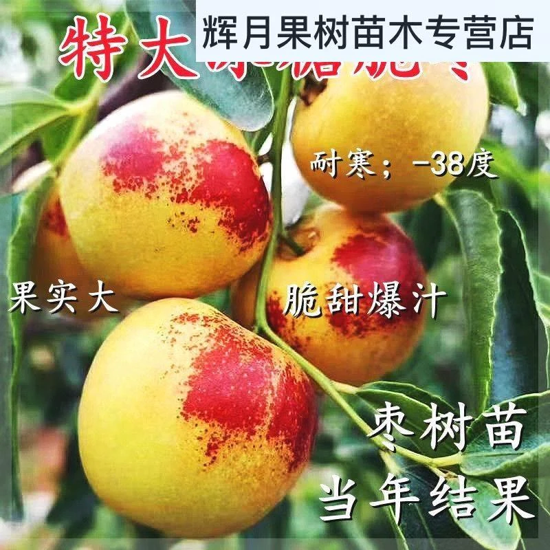 枣树苗特大冰糖冬枣苗新款耐寒耐旱盆栽地栽南北方种植当年结果果