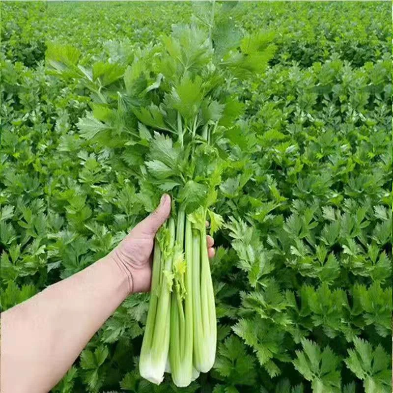 新鲜露天西芹 先挖现发 新鲜可榨汁做菜3斤 5斤装