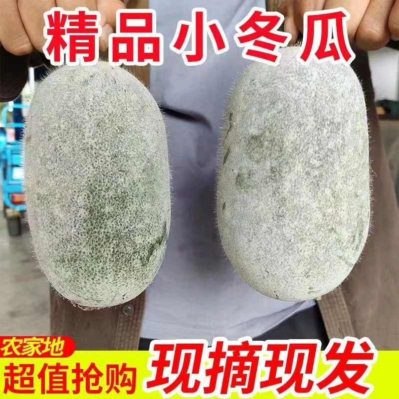 农家自种小冬瓜    现摘现发 新鲜采摘  5斤 9斤装