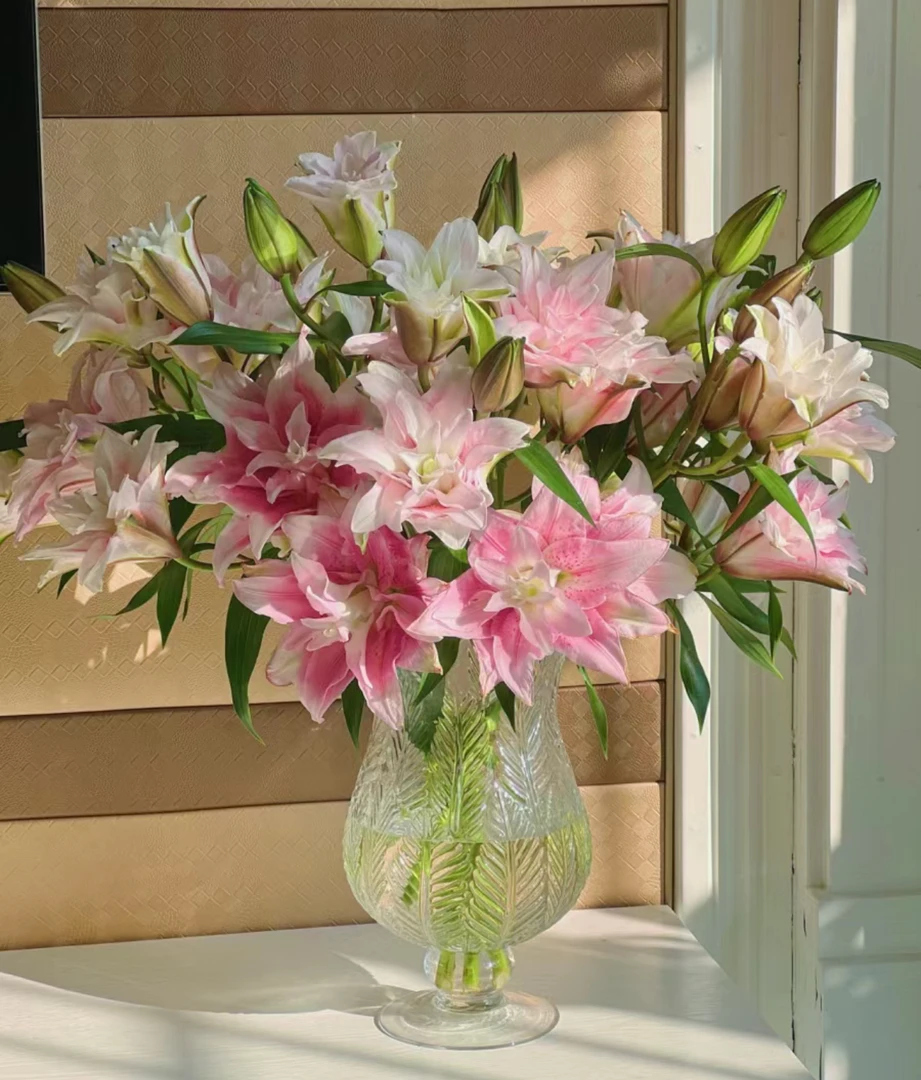 【牛牛专享链接】A级三头伊莎贝拉重瓣百合神仙姐姐般颜值高雅纯洁