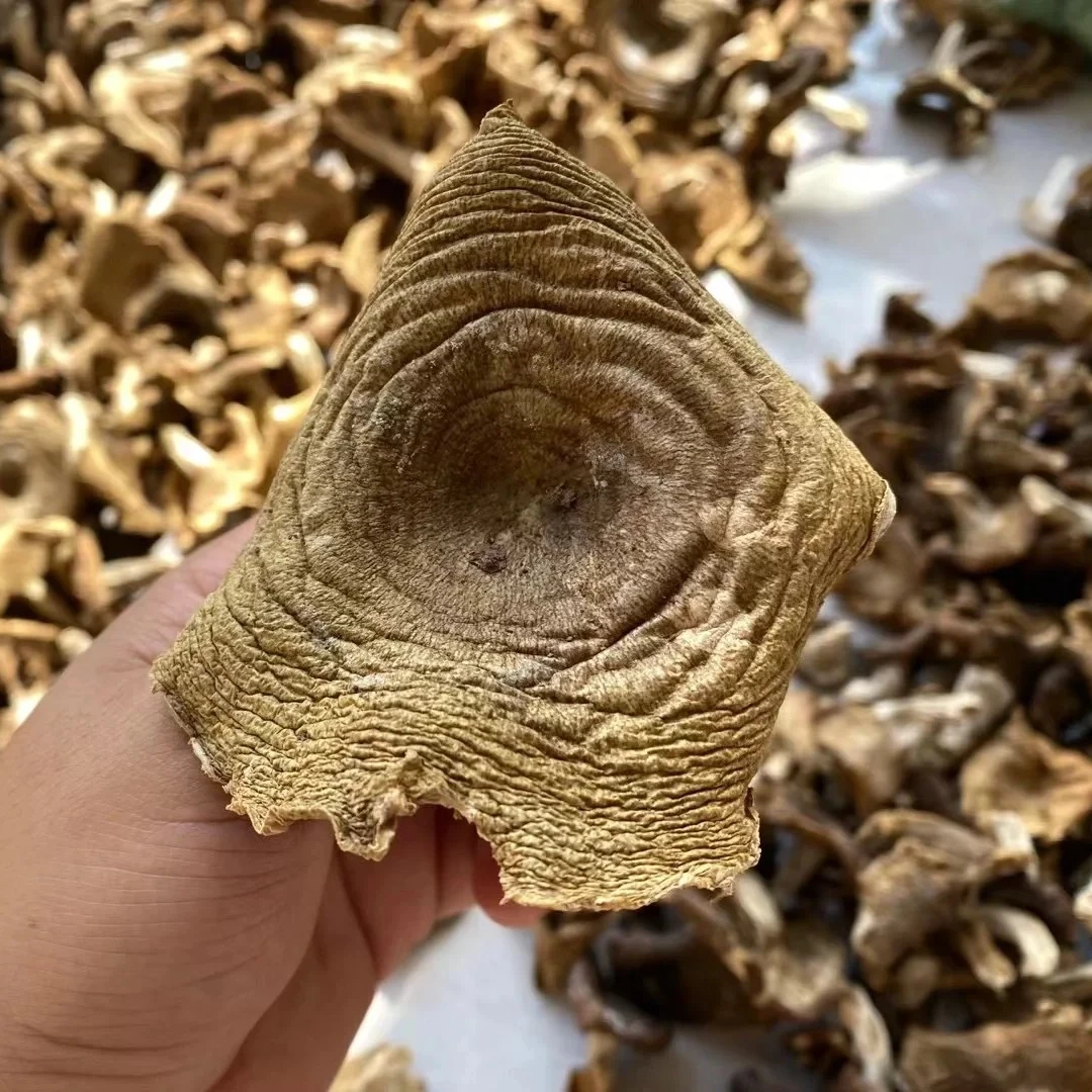 福建土特产干货野生青面梨菇农户采摘自然晒干纯野生梨菇