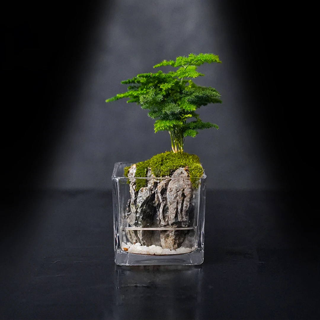 【叁柒专属】竹—文竹创意绿植成品桌面小摆件10*10