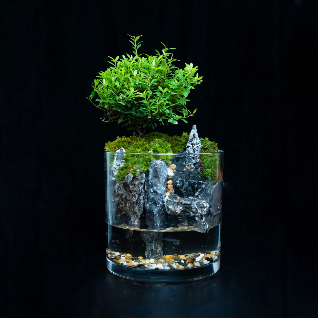 【三七专属】方圆—小叶赤楠青龙石白发藓桌面绿植景观尺寸15*15cm