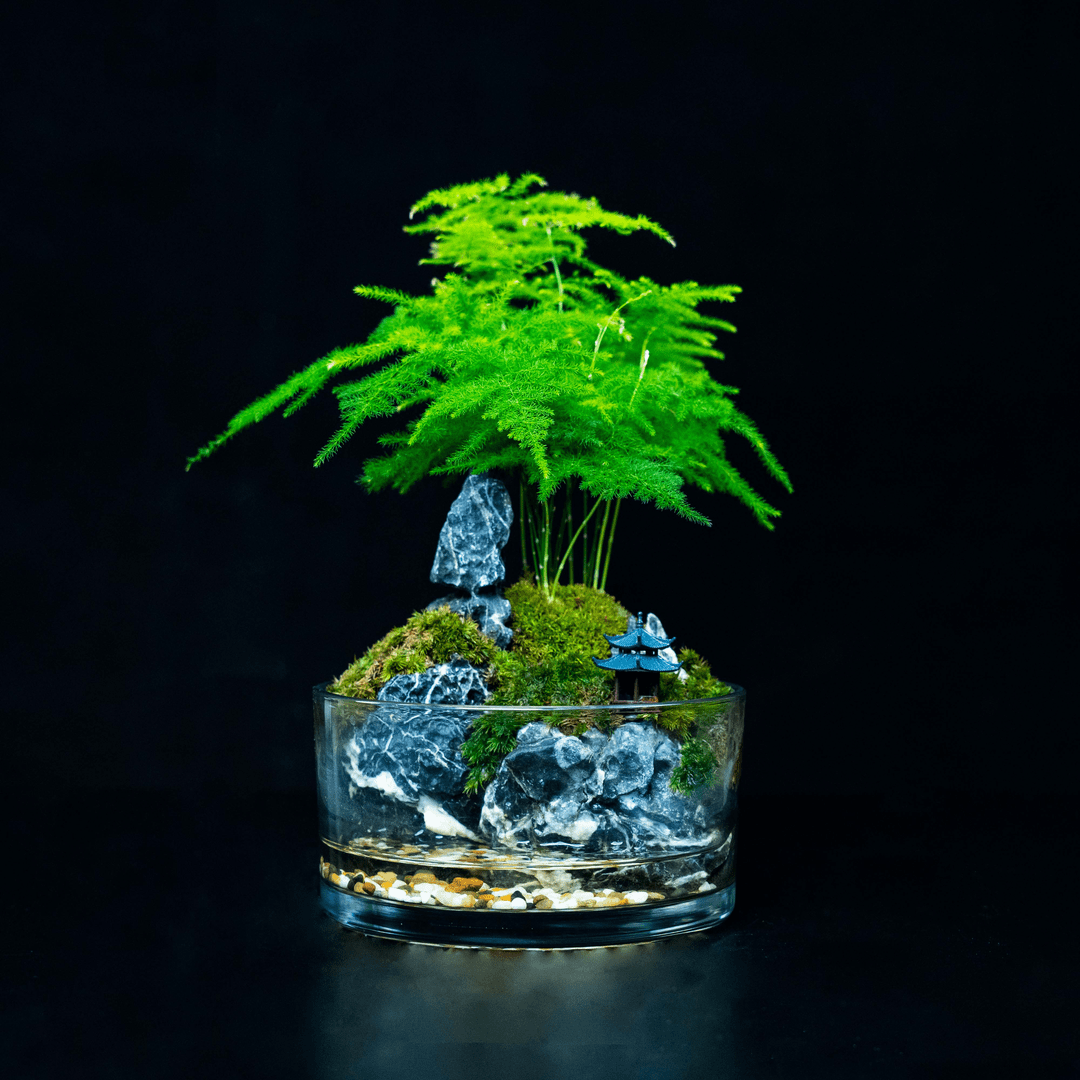 【叁柒专属】山涧-文竹成品创意绿植微景观尺寸7*15cm
