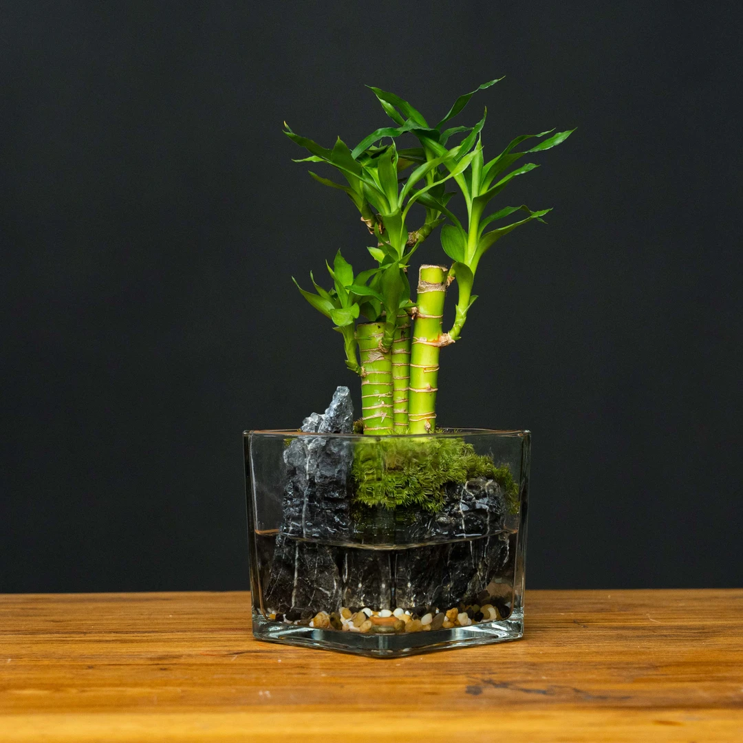 【山林】碧竹—荷花竹创意绿植成品桌面小摆件12*12
