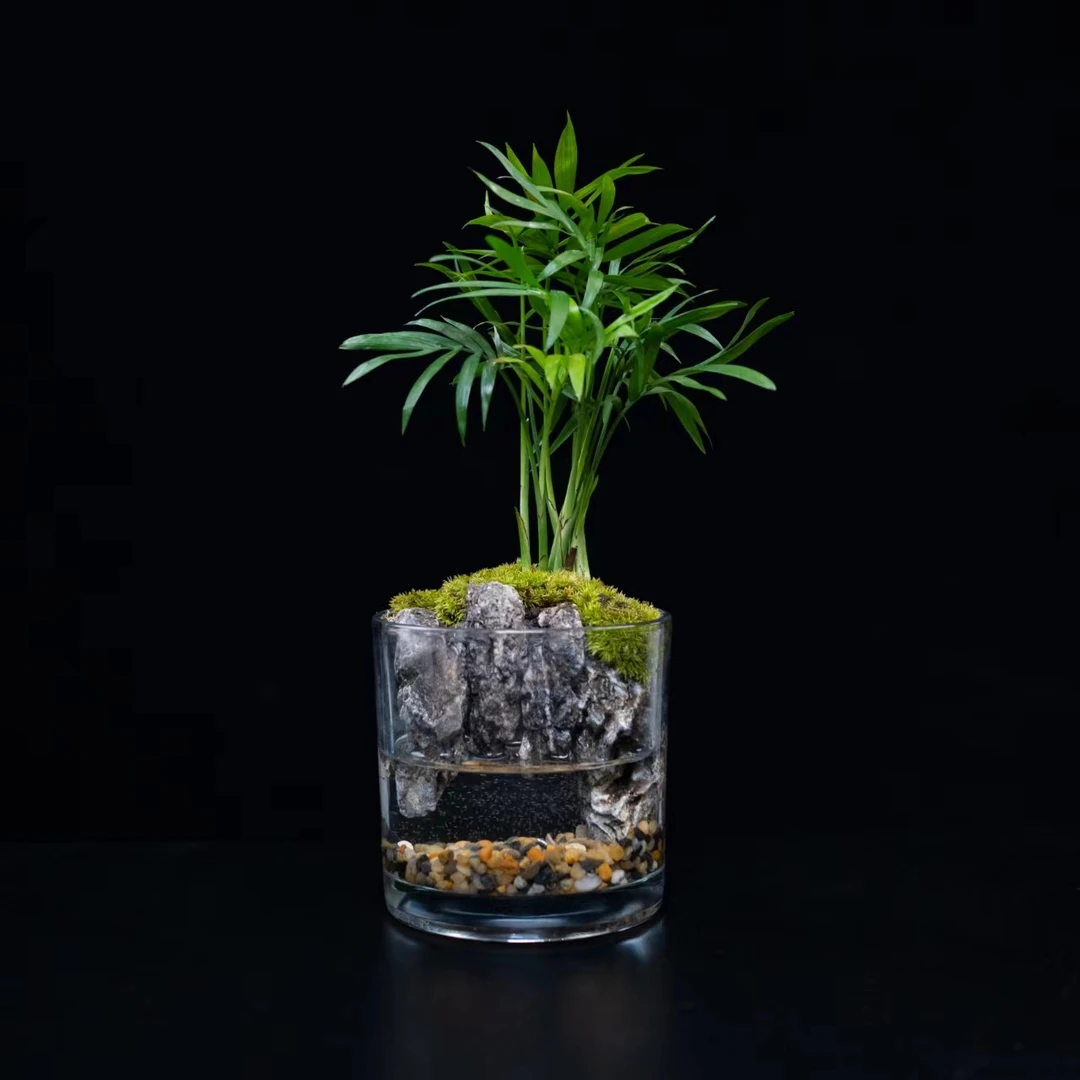 【云归】清心—袖珍椰子青龙石白发藓成品桌面景观