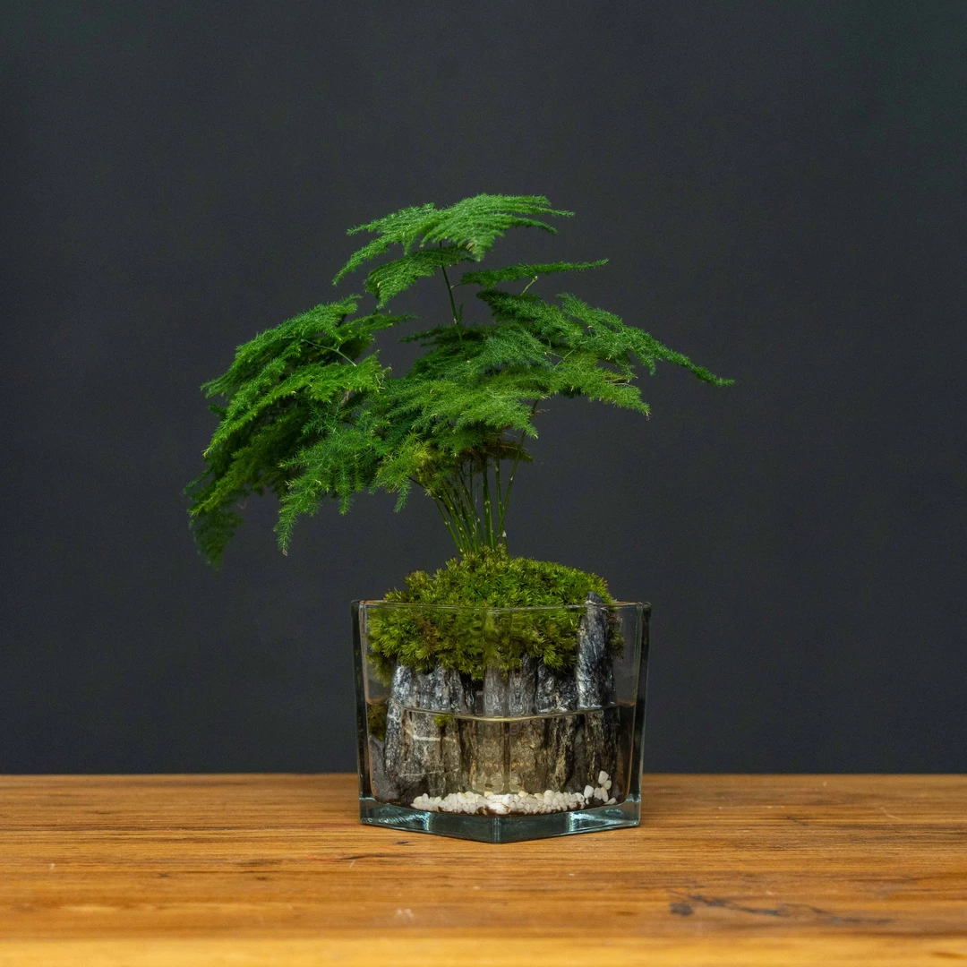 叠竹-10*10真实绿植造景创意景观组合鱼缸可养鱼