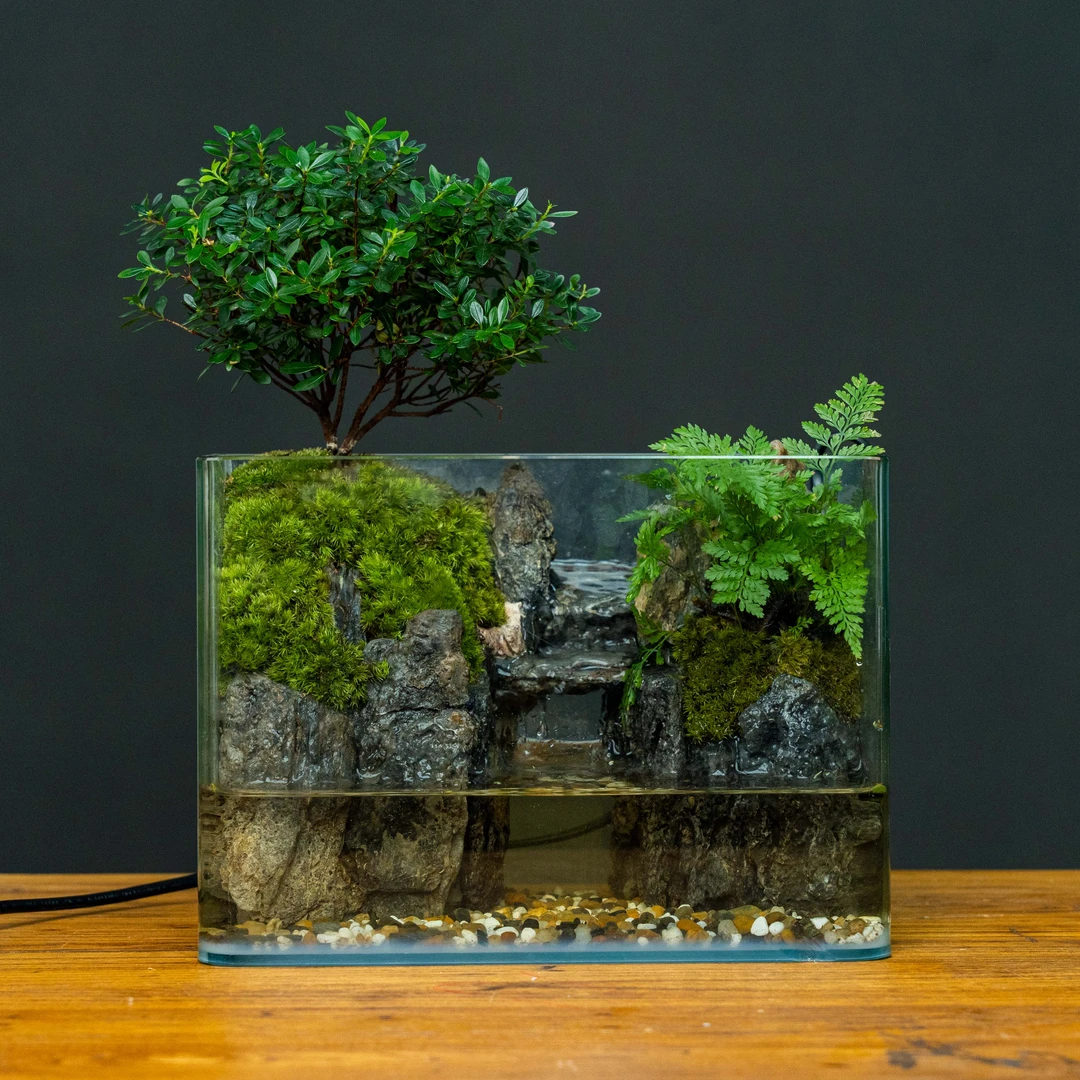 【古风】巴山蜀水—新中式微景观小叶赤楠真植物真石头微景观