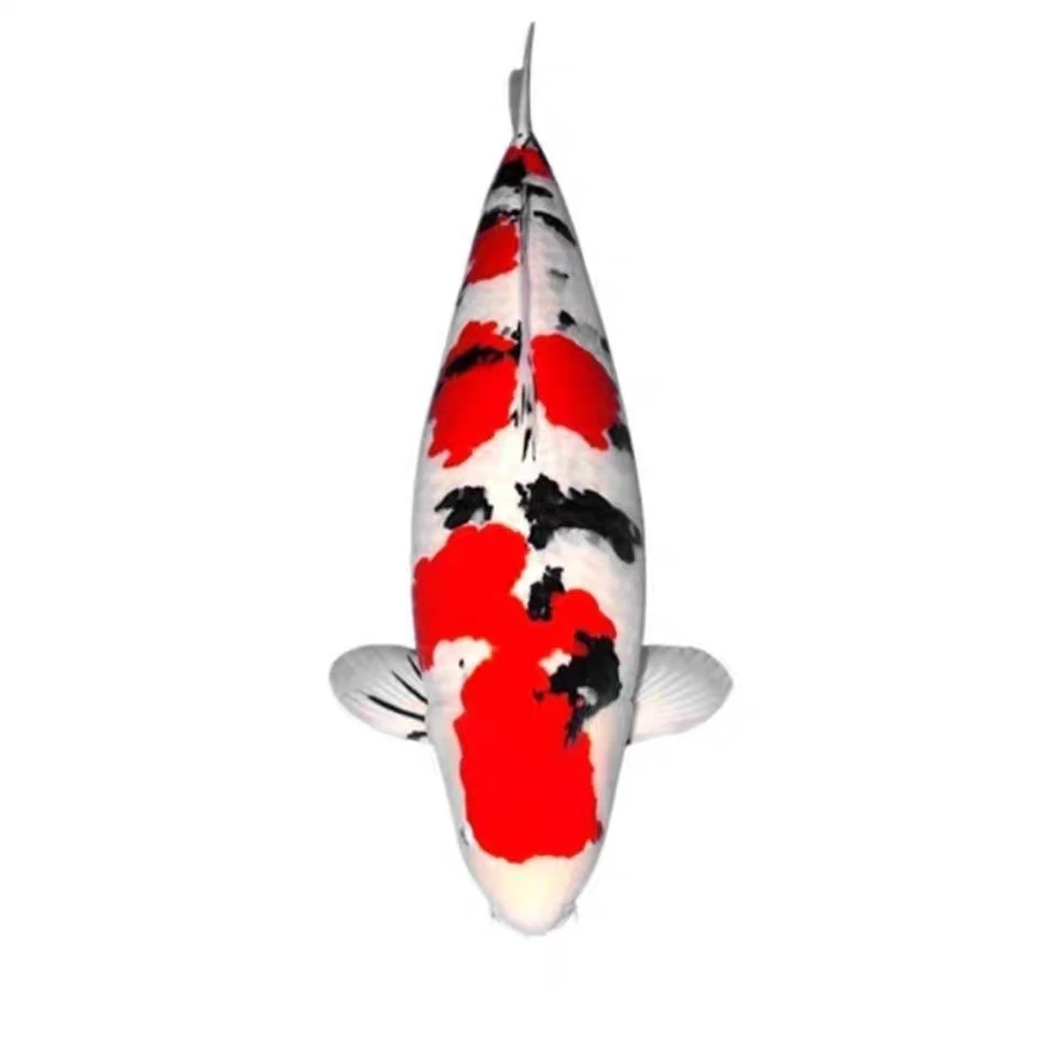 观赏鱼锦鲤活鱼大正