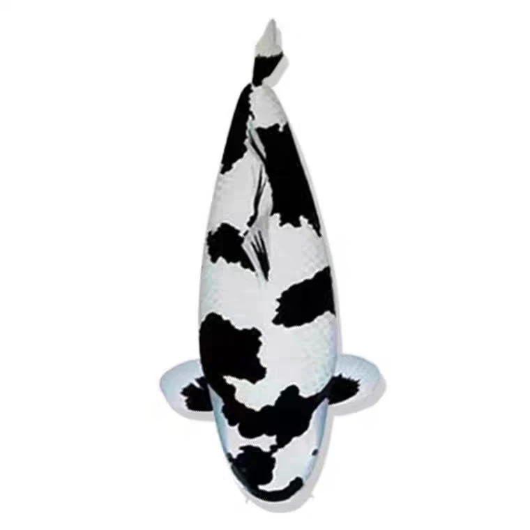 观赏鱼锦鲤活鱼白写淡水冷水