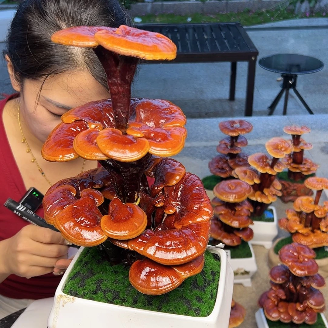 灵芝好看又好用的588559878999