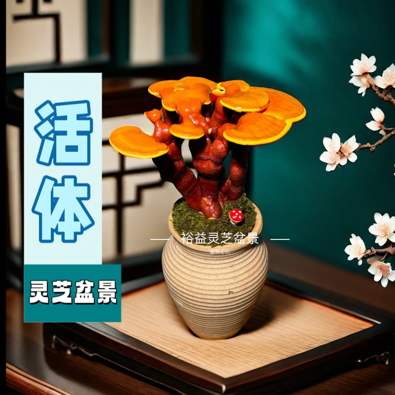 高端活体灵芝盆景复古紫砂盆包邮好养灵芝盆栽造型长寿优美展示花