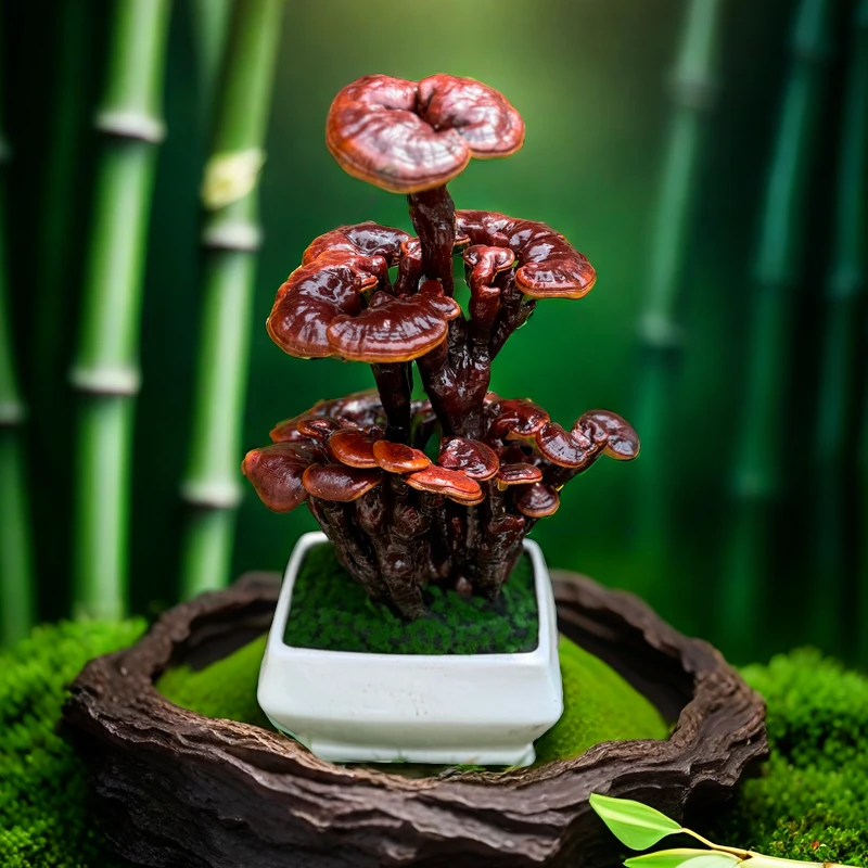 高端灵芝盆栽紫砂盆活青苔好养易活办公室桌面灵芝盆景花