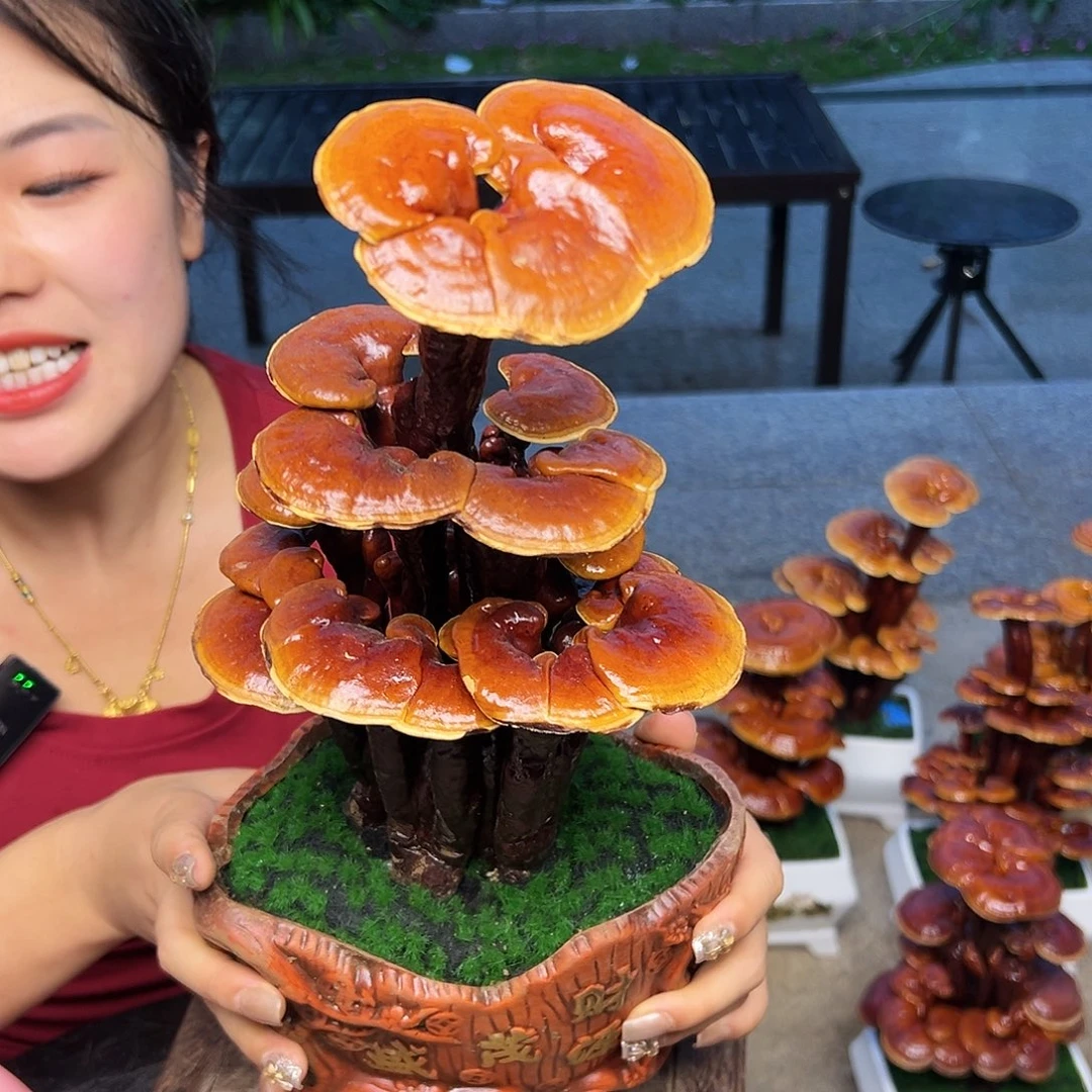 灵芝号的一885888855