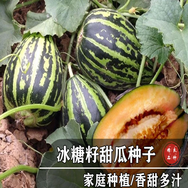 优质冰糖子甜瓜 阳台庭院均可种植四季好养播种简单夏季种植简单
