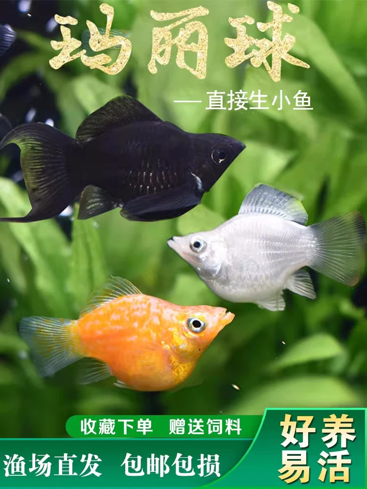 【善水】精品三色玛丽球（新店开业做活动）