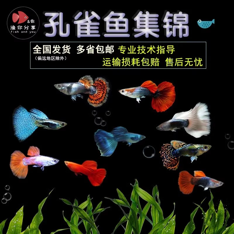【善水】精品孔雀鱼灯科鱼灯科鱼小型观赏耐活