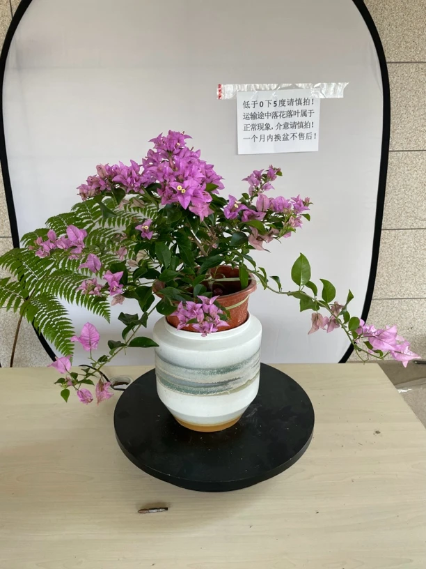 新品粉星星三角梅四季开花勤花品种爬藤飘枝